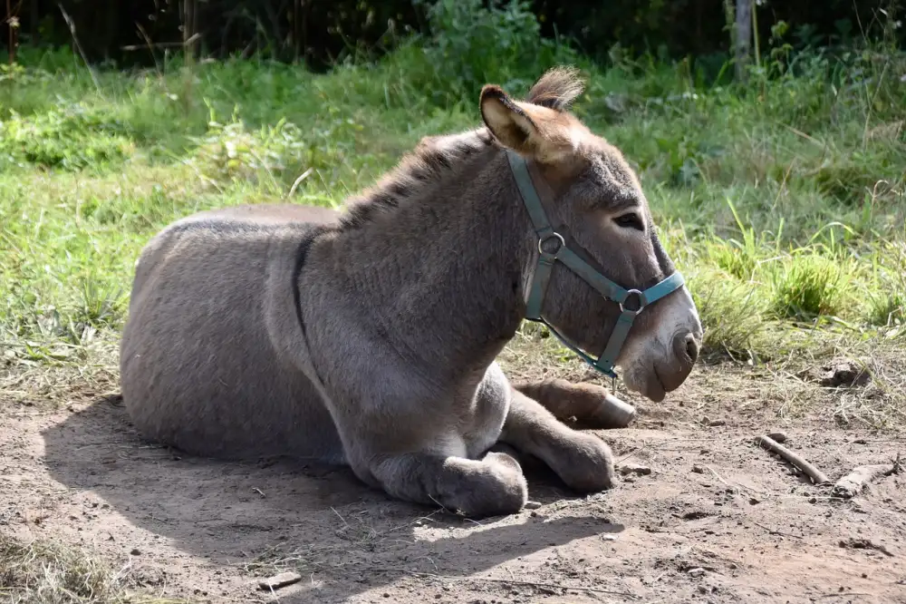 Softshellová Bunda