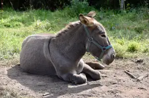 Softshellová Bunda