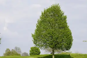 Nobilis Tilia